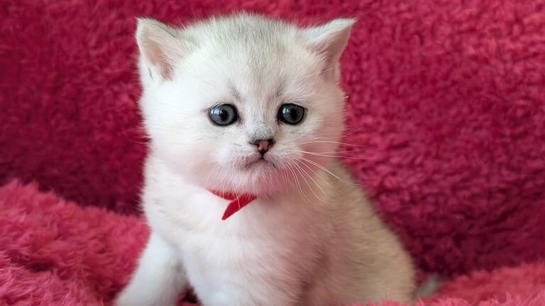 Buy british shorthair white blue eyes for sale Best Sale