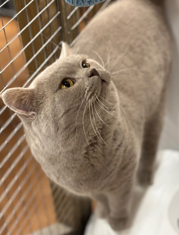 British Shorthair kittens for sale in Doddington, Cambridgeshire – 1 year old