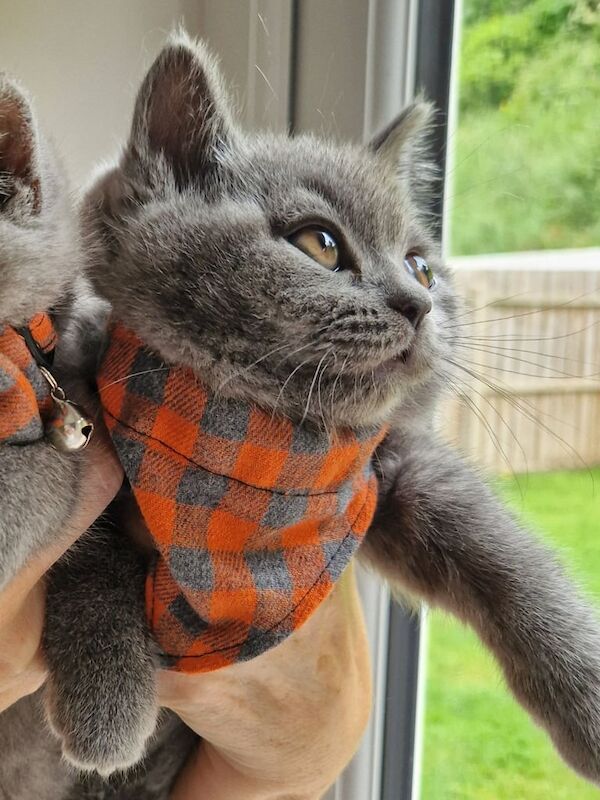 GCCFI REGISTERED British shorthair kittens for sale in Craigavon, County Armagh