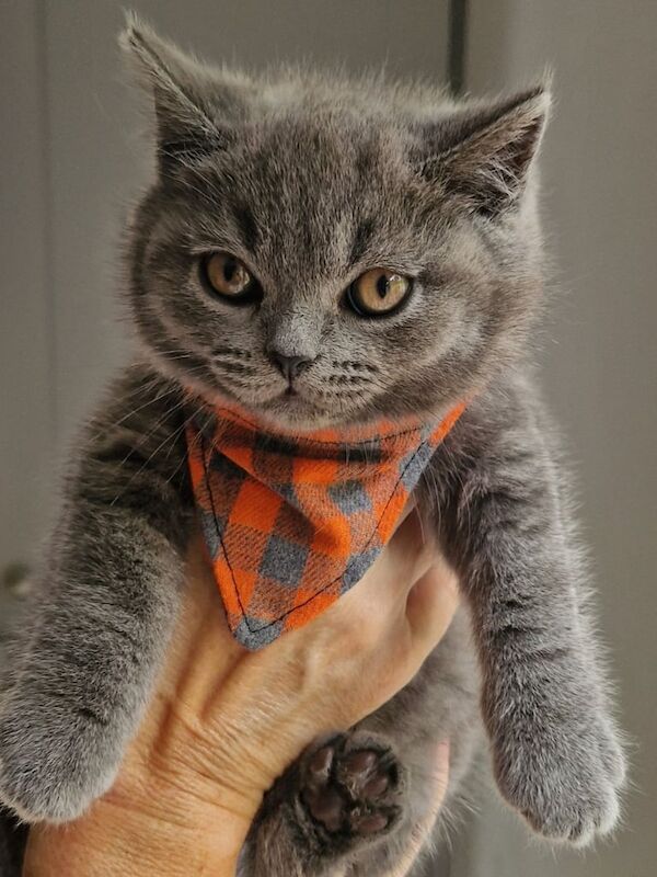 GCCFI REGISTERED British shorthair kittens for sale in Craigavon, County Armagh | Image 3