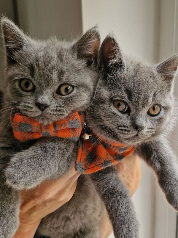 GCCFI REGISTERED British shorthair kittens for sale in Craigavon, County Armagh | Image 2