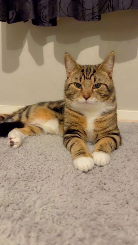 Gentle cat for sale in Coventry, West Midlands