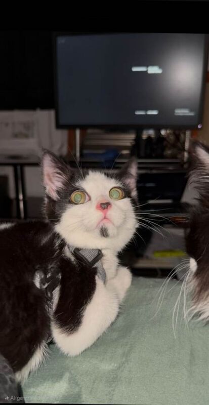 British Shorthair kittens for sale in Upton Park, London – 3 months old