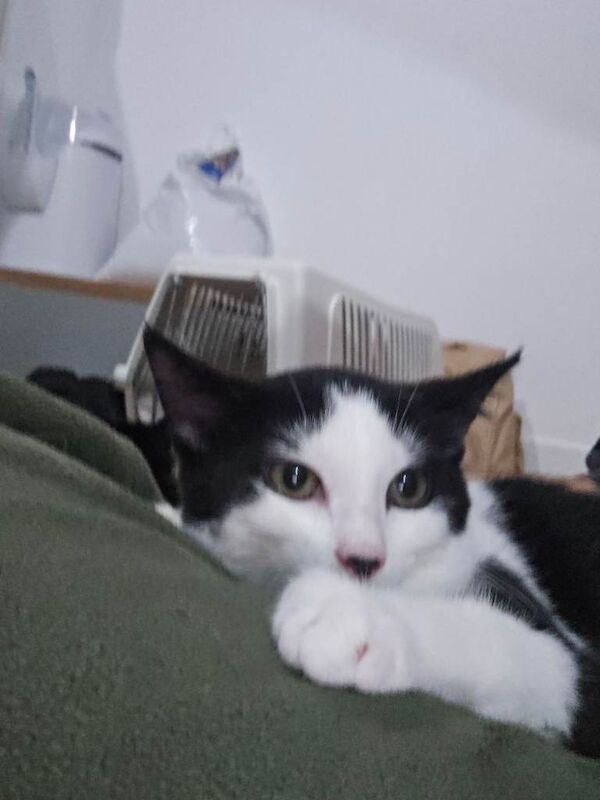 British Shorthair kittens for sale in Upton Park, London – 3 months old - Image 2 of 6