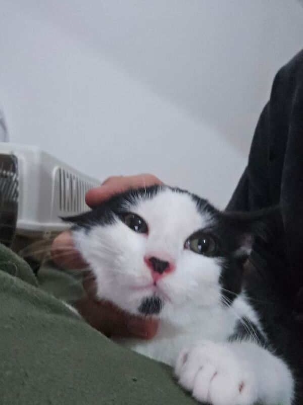 British Shorthair kittens for sale in Upton Park, London – 3 months old - Image 3 of 6