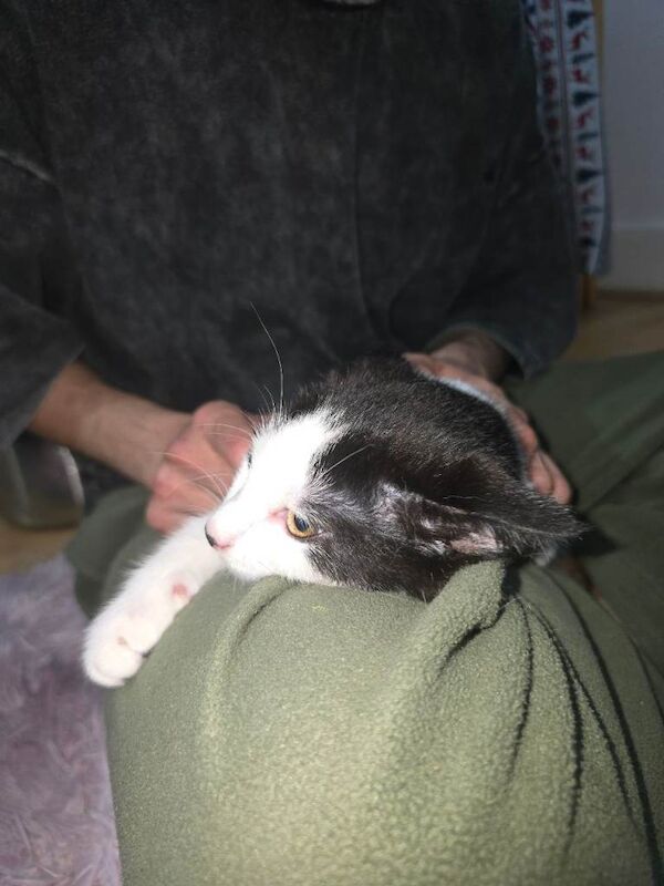 British Shorthair kittens for sale in Upton Park, London – 3 months old - Image 4 of 6