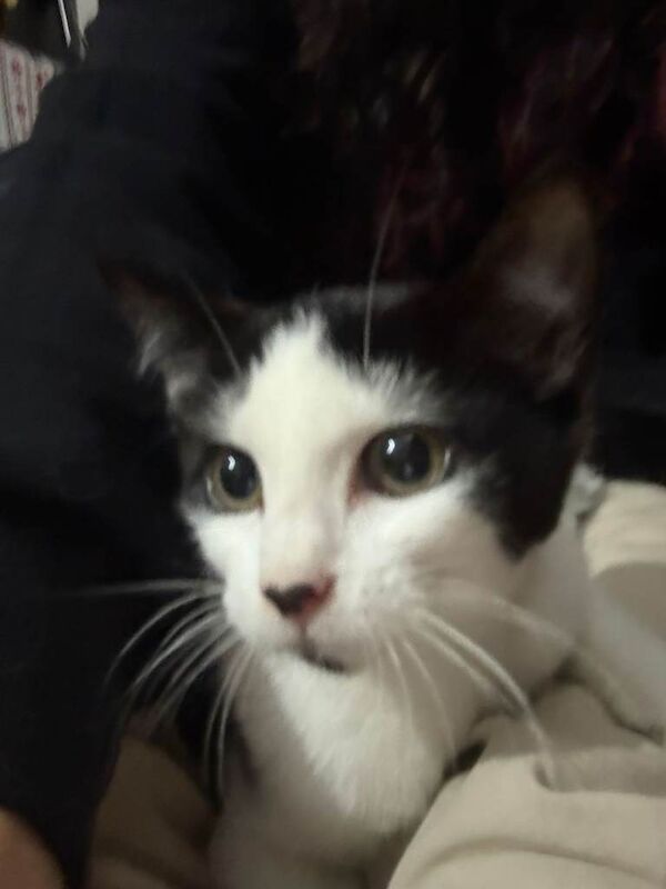 British Shorthair kittens for sale in Upton Park, London – 3 months old - Image 5 of 6