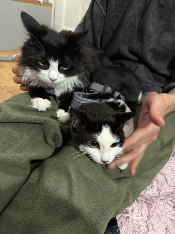 British Shorthair kittens for sale in Upton Park, London – 3 months old - Image 6 of 6