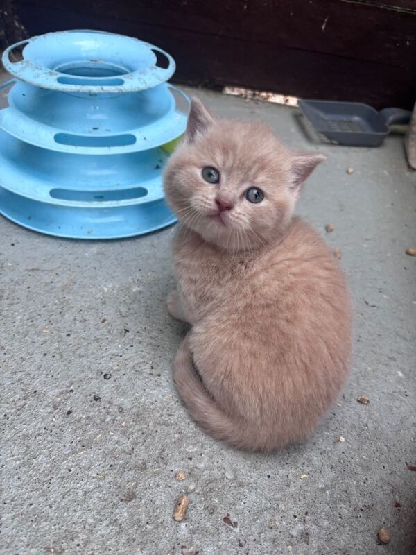 GGCF British shorthair make kittens - Image 2 of 3