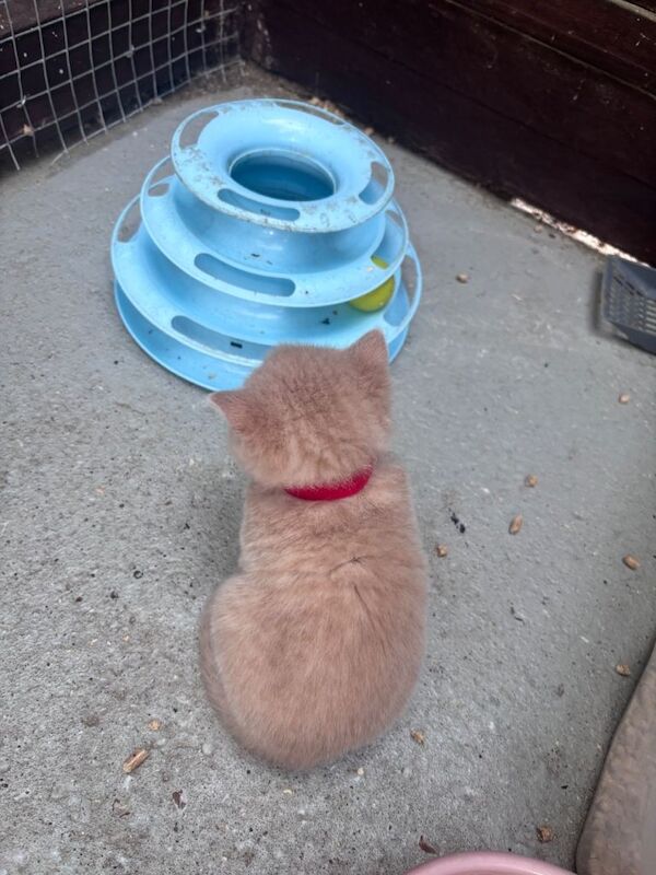 GGCF British shorthair make kittens - Image 3 of 3