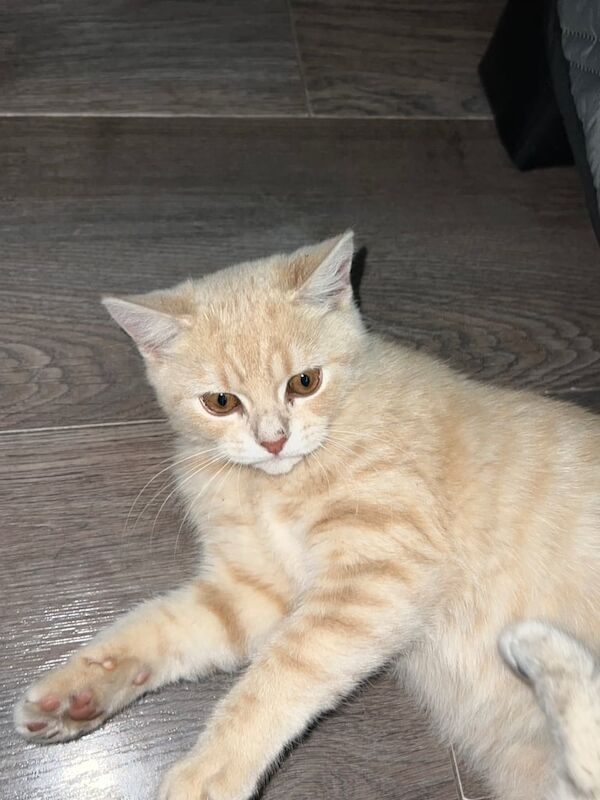 British Shorthair kittens for sale in Leeds, West Yorkshire – 4 months old - Image 2 of 3