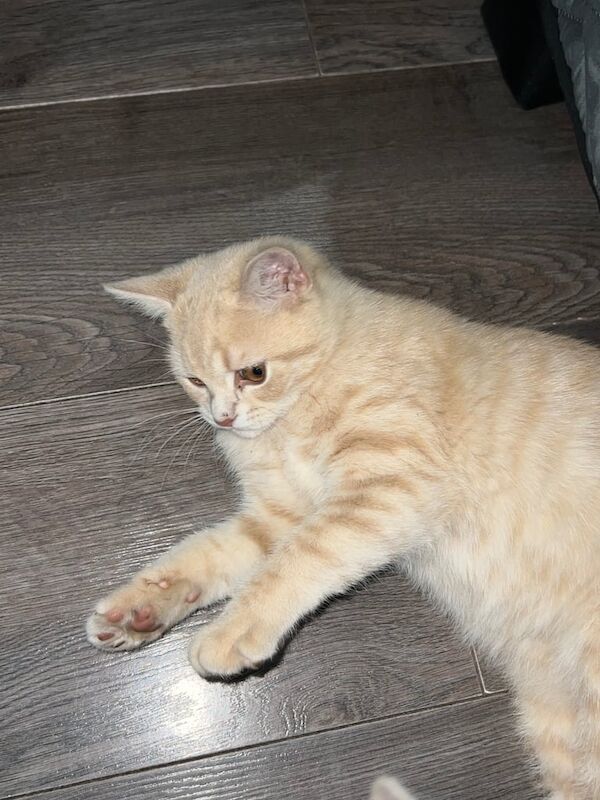 British Shorthair kittens for sale in Leeds, West Yorkshire – 4 months old - Image 3 of 3