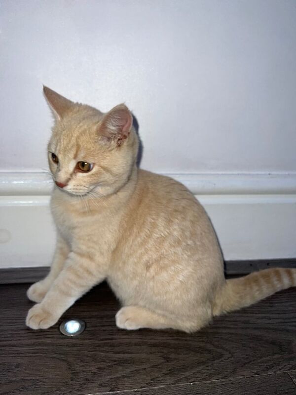 British Shorthair kittens for sale in Leeds, West Yorkshire – 4 months old