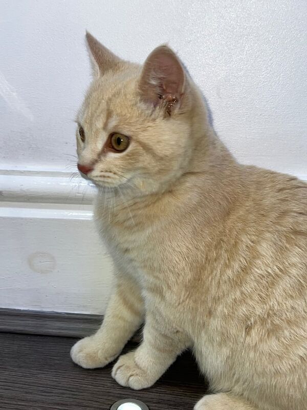 British Shorthair kittens for sale in Leeds, West Yorkshire – 4 months old - Image 2 of 3