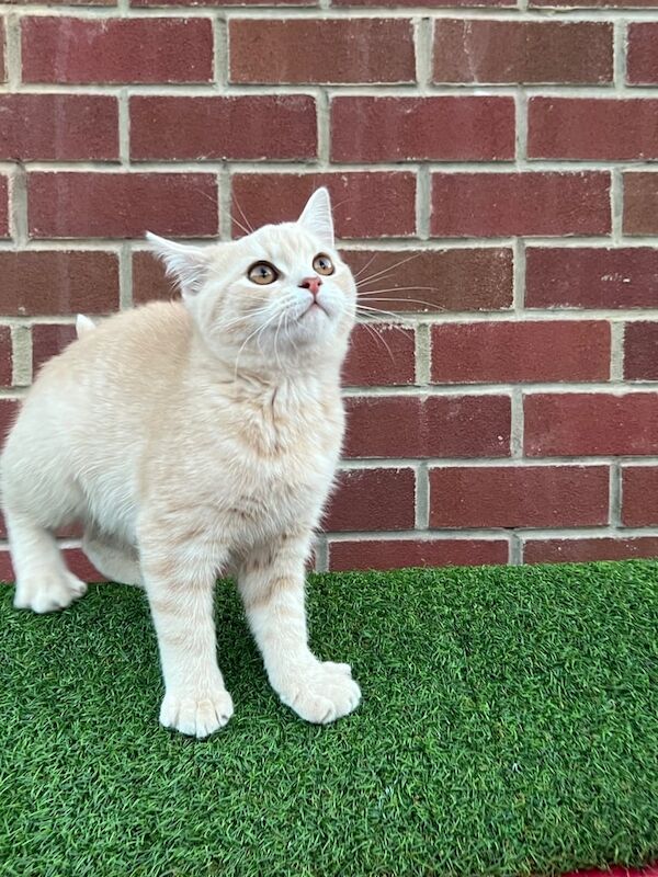 British Shorthair kittens for sale in Leeds, West Yorkshire – 4 months old - Image 2 of 4