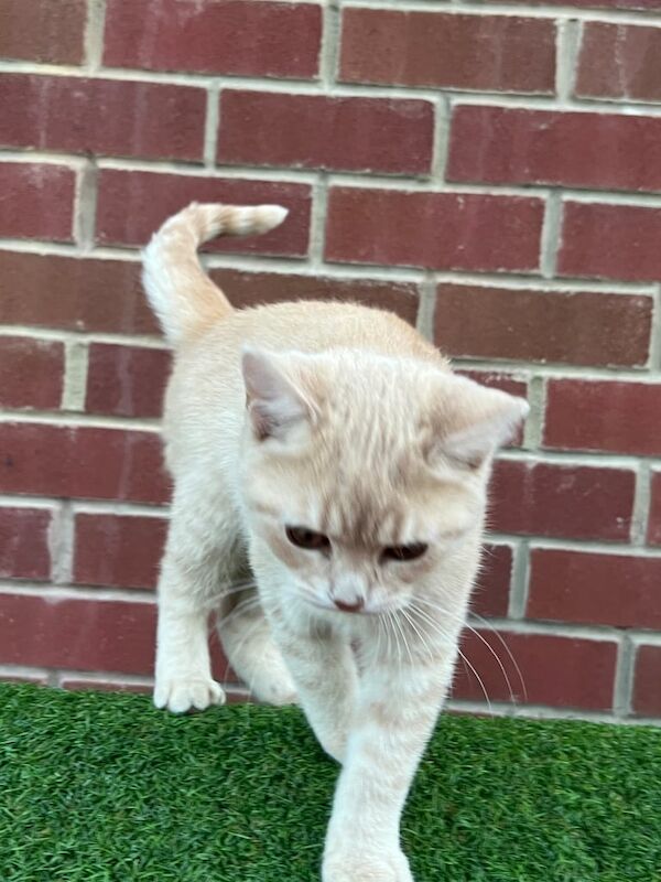 British Shorthair kittens for sale in Leeds, West Yorkshire – 4 months old - Image 3 of 4