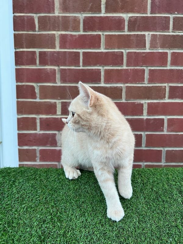 British Shorthair kittens for sale in Leeds, West Yorkshire – 4 months old - Image 4 of 4