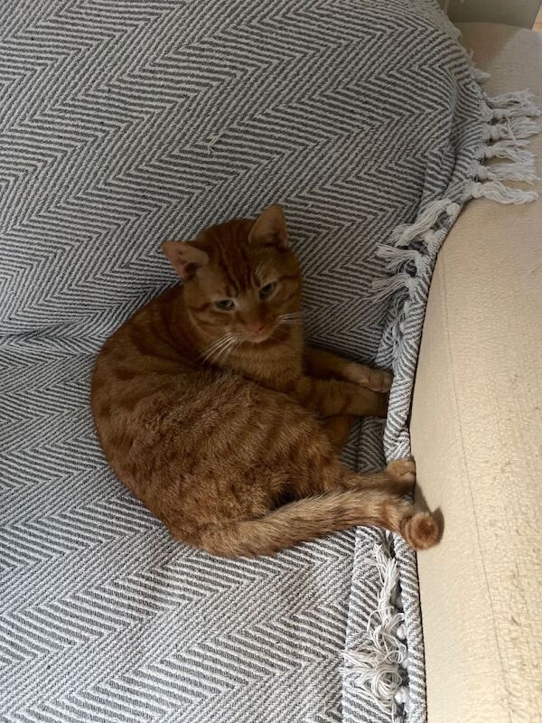 Ginger cat - Image 2 of 3