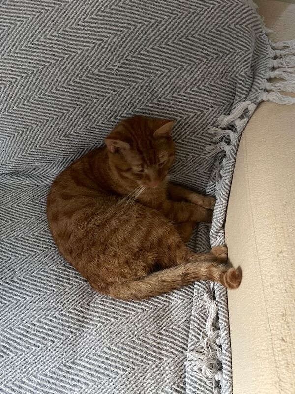 Ginger cat - Image 3 of 3