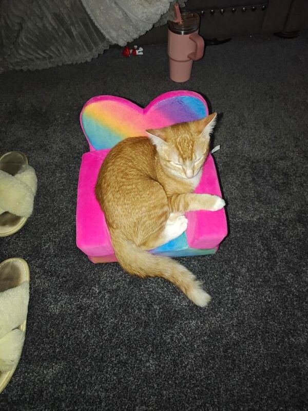Ginger kitten - Image 2 of 3