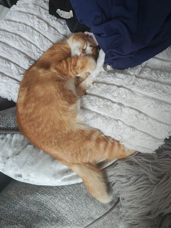 Ginger kitten - Image 3 of 3