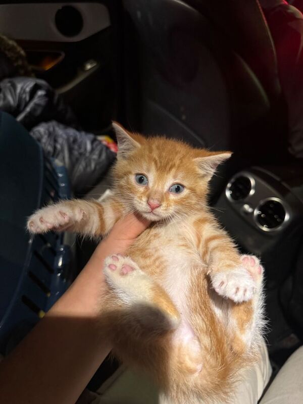 British Shorthair kittens for sale in West London, London – 8 weeks old