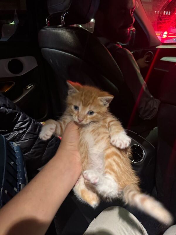 Ginger Kitten 8 weeks old - Image 2 of 5