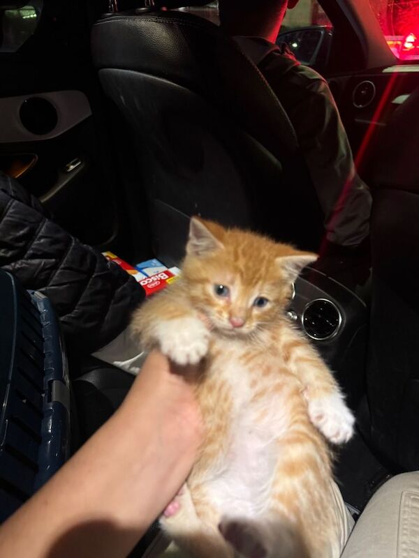 Ginger Kitten 8 weeks old - Image 3 of 5
