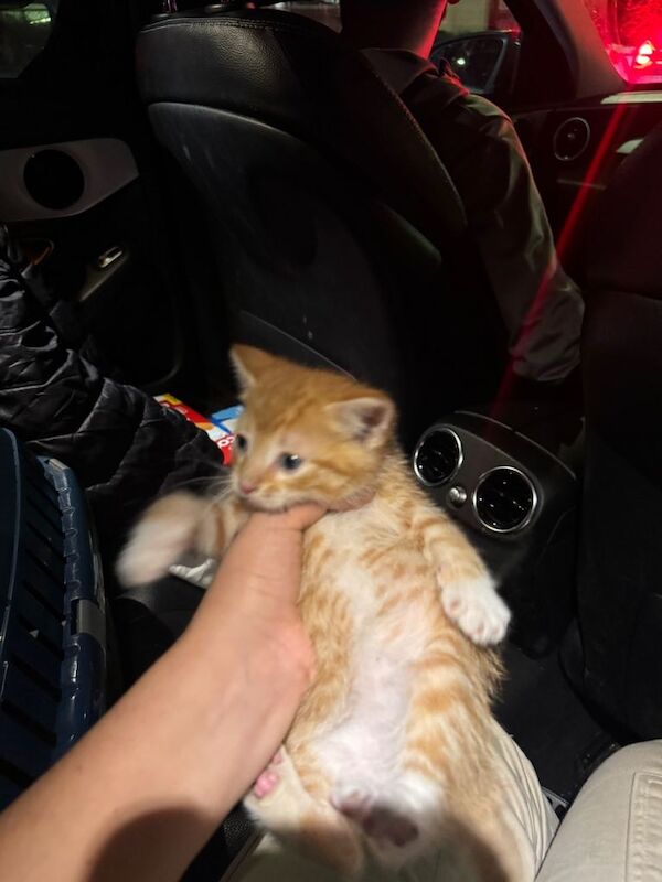 Ginger Kitten 8 weeks old - Image 4 of 5