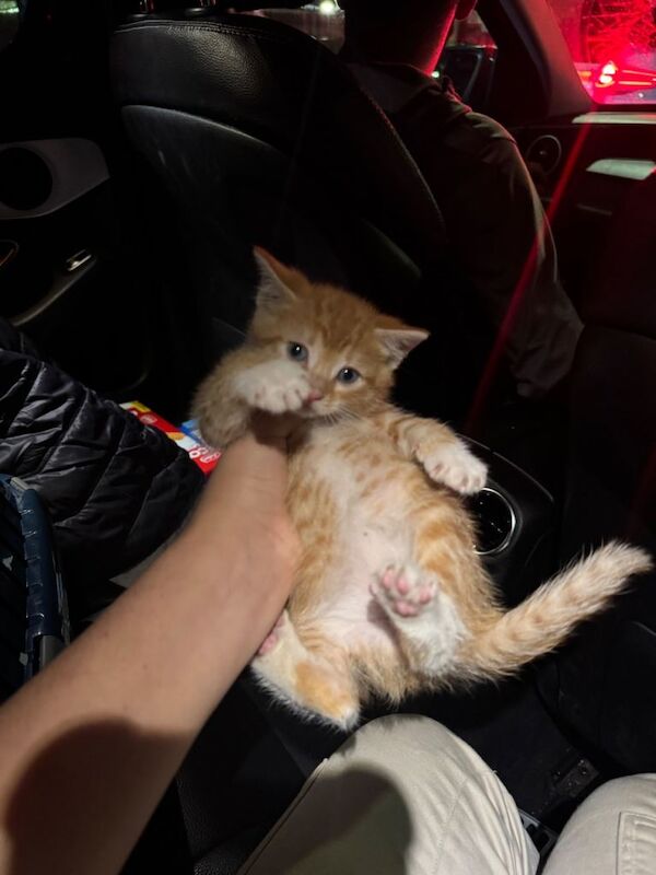 Ginger Kitten 8 weeks old - Image 5 of 5