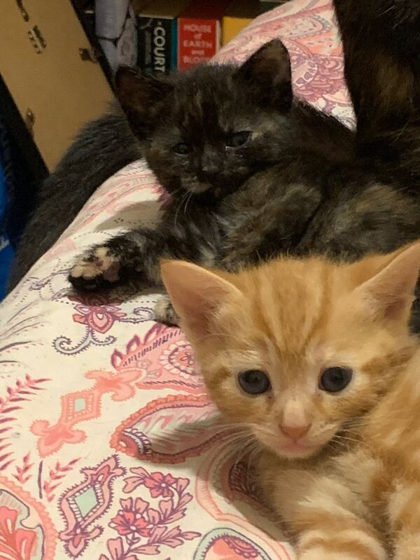 British Shorthair kittens for sale in Gillingham, Kent – 8 weeks old - Image 3 of 3