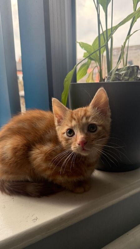 Ginger Kitten - SOLD!!!