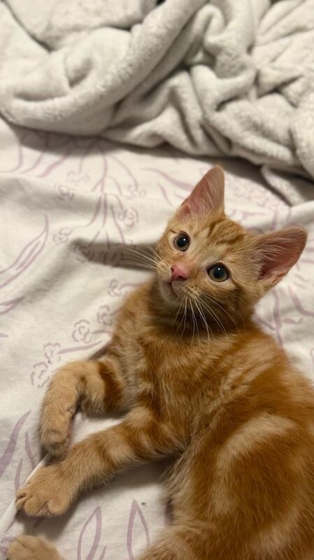 Ginger Kitten - SOLD!!! - Image 2 of 4