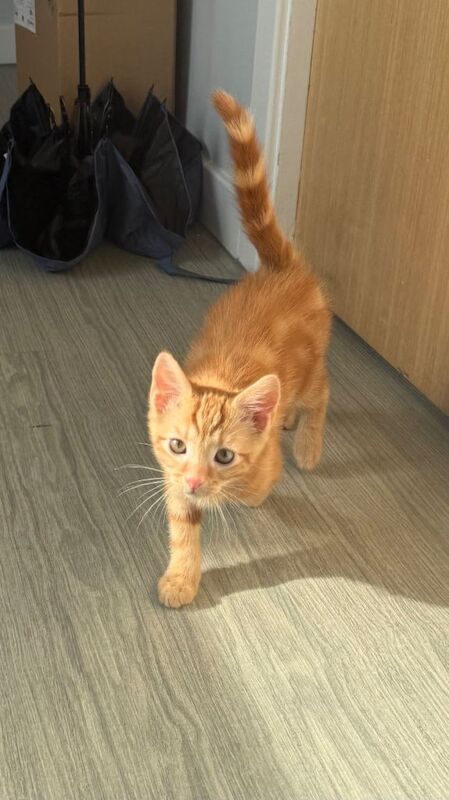 Ginger Kitten - SOLD!!! - Image 3 of 4