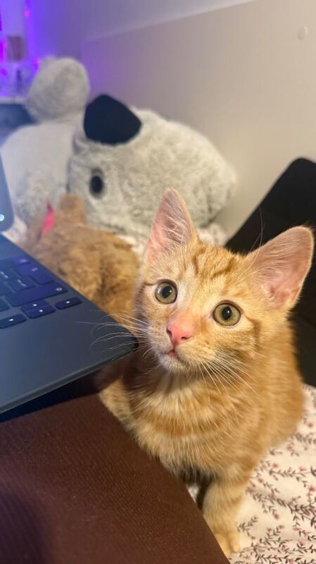 Ginger Kitten - SOLD!!! - Image 4 of 4