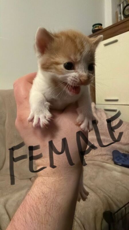 Ginger kittens will not be ready till the 23rd April