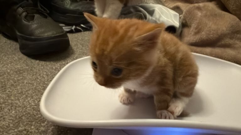 Ginger kittens will not be ready till the 23rd April - Image 2 of 3