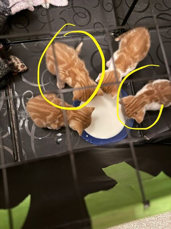 Ginger kittens will not be ready till the 23rd April - Image 3 of 3