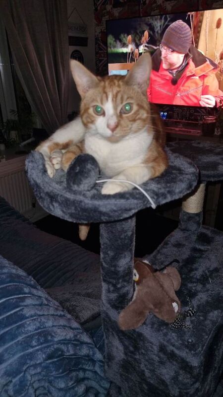 British Shorthair Kittens For Sale Under £300