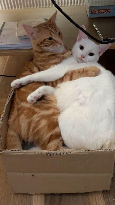 British Shorthair kittens for sale in North Wingfield, Derbyshire – 6 months old