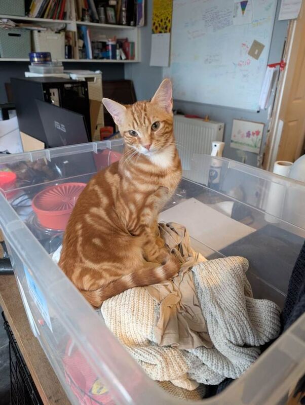 Ginger male domestic short hair - Image 2 of 3