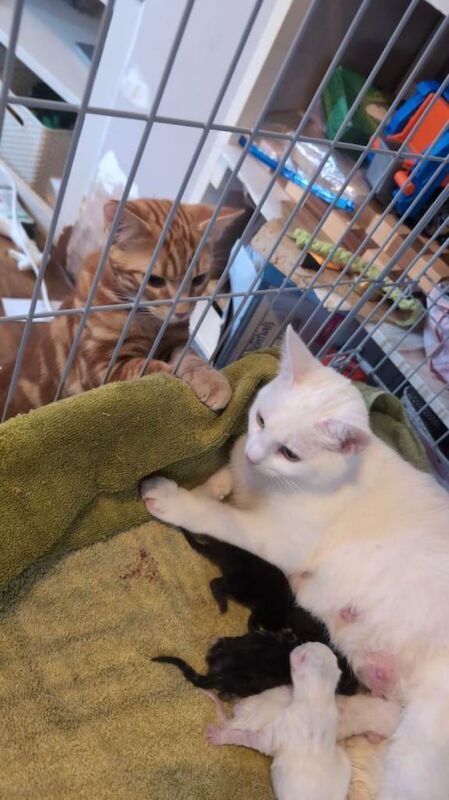 Ginger male domestic short hair - Image 3 of 3