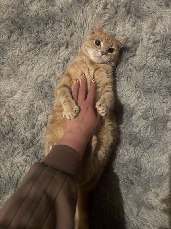 British Shorthair kittens for sale in Poole, Dorset – 4 years old