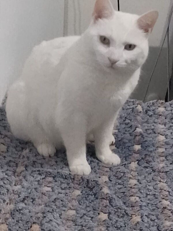 British Shorthair kittens for sale in Batley, West Yorkshire – 5 years old - Image 2 of 3