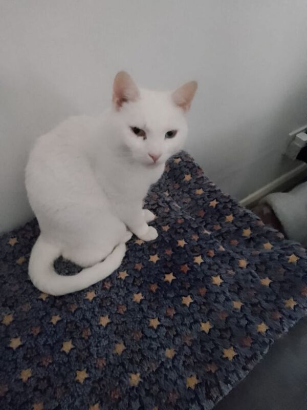 British Shorthair kittens for sale in Batley, West Yorkshire – 5 years old - Image 3 of 3