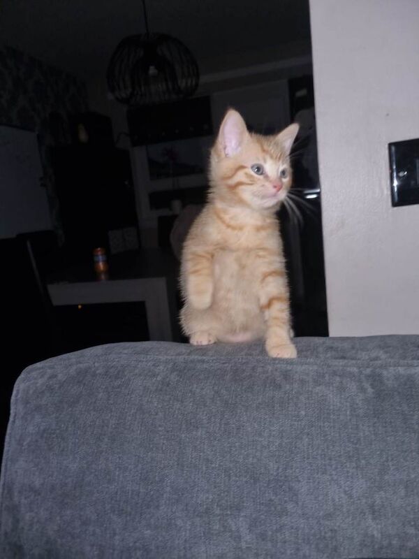 Ginger tabby kitten looking for a new home