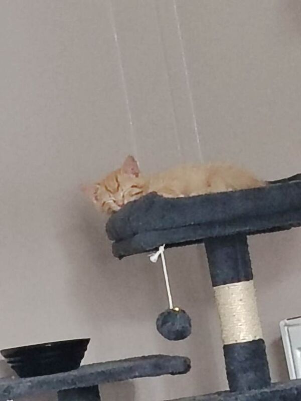 Ginger tabby kitten looking for a new home - Image 2 of 3