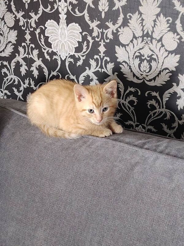 Ginger tabby kitten looking for a new home - Image 3 of 3