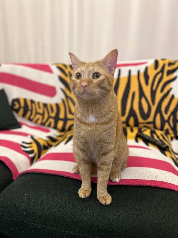 British Shorthair kittens for sale in Twickenham, Greater London – 3 years old