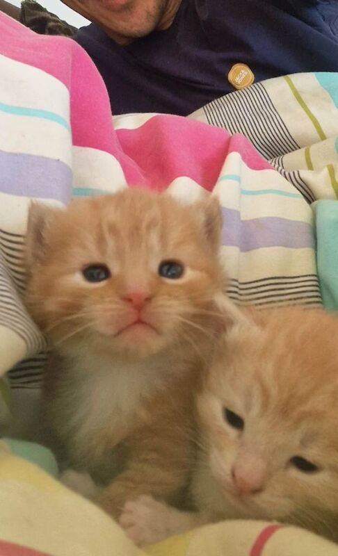 British Shorthair kittens for sale in Dartmouth, Devon – 3 weeks old